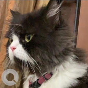 A Black and White Persian Cat Missing from Chetpet, Chennai