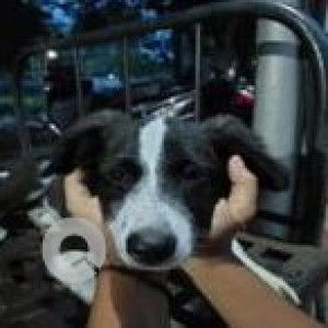 Missing: Black and White Female Indie Dog from Yerwada. Near Deccan College-4