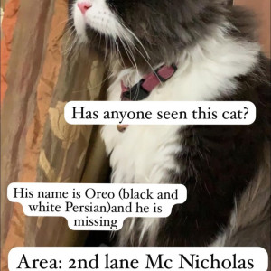 A Black and White Persian Cat Missing from Chetpet, Chennai-2