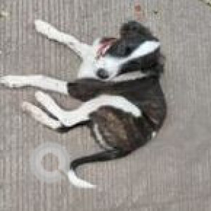 Missing: Black and White Female Indie Dog from Yerwada. Near Deccan College-2