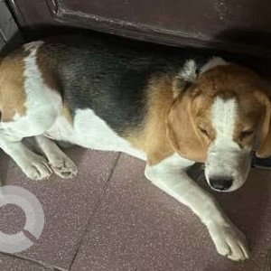 Missing: White-Brown Mix Male Beagle Dog from Maruti vihar, MG road, Gurgaon