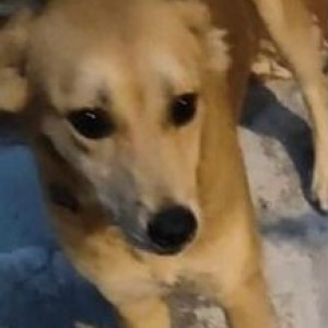Missing: Brown Female Indie Dog from Ascension Church, Cooke Town-3