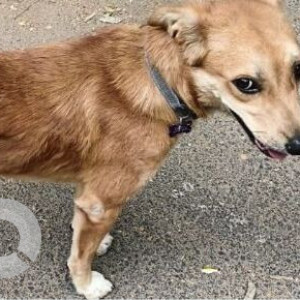 Missing: Brown Female Indie Dog from Ascension Church, Cooke Town-2