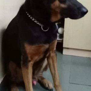 Missing: Black and Brown Male German shepherd Dog from Shukrawar Peth Mandai-2