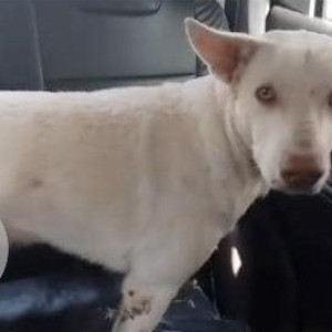 Found: White Male Indie Dog from Raghubir Colony, Jhugis