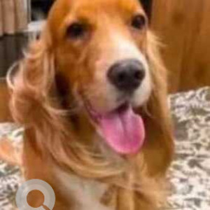 Missing: Golden Male Cocker Spaniel Dog from Katraj, Kondhwa road-2