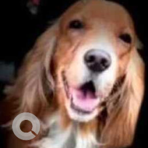 Missing: Golden Male Cocker Spaniel Dog from Katraj, Kondhwa road