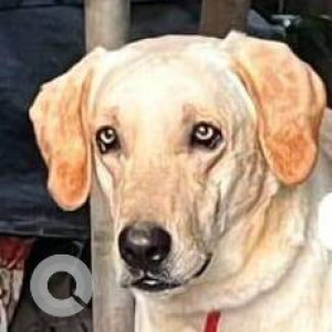 Missing: White Male Labrador Dog from Pushpanjali Residency, Kasarvadavli, Distinctive Features