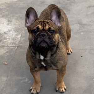 Missing: Black and Brown Male French Bulldog Dog from Mettuguda