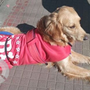 Missing: Golden Male Golden Retriever Dog from Judge Bazar, Darjeeling