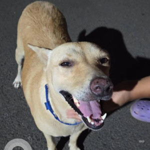 Found: White-Brown Mix Female Indie Dog from Taleigao area