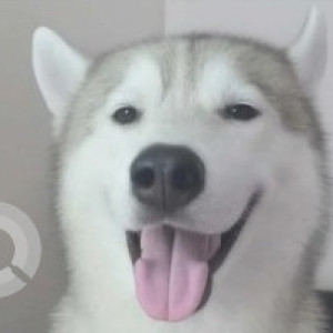 A White and Grey Siberian Husky Dog Missing from Hongasandra, Bengaluru-2