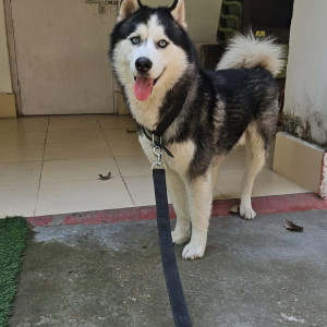 A White and Grey Husky Dog Missing from Mothrowala, Dehradun-3