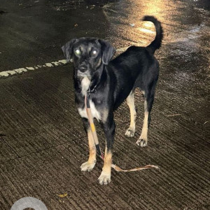 Missing: Black and Brown Male Indie Dog from KP streets