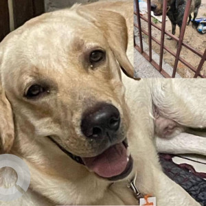 Found: Golden Male Labrador Dog from Ags colony, Pallikaranai