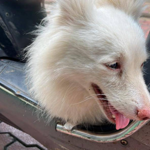 Found: White Male Pomeranian Dog from Ovala road, thane-2