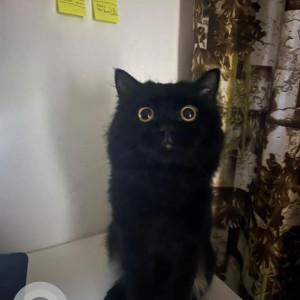 Missing: Black Male Persian Cat from Kumar Codename Lighthouse, Near JSPM College, Satar Naga, Handewadi, Pune-2