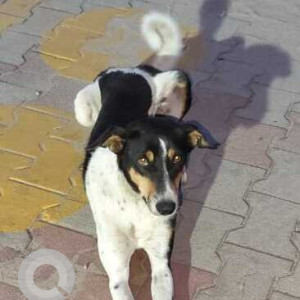 A Black and White Indie Dog Missing from Madhuranagara, Bengaluru