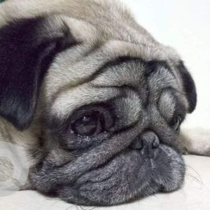 Missing: White Male Pug Dog from Shankar Seth Road opposite Mira Society-3