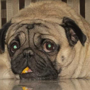 Missing: White Male Pug Dog from Shankar Seth Road opposite Mira Society-2