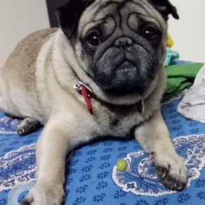 Missing: White Male Pug Dog from Shankar Seth Road opposite Mira Society