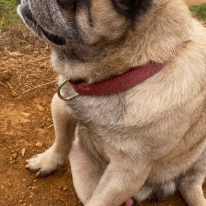 Missing: White Male Pug Dog from Shankar Seth Road opposite Mira Society-4