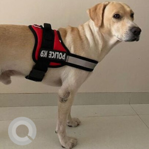 White Male Labrador Dog is Found from Pali naka west