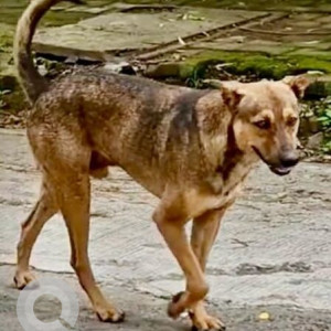 A Black and Brown Indie Dog Missing from Pashan, Pune