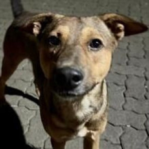 A Black and Brown Indie Dog Missing from Pashan, Pune-2