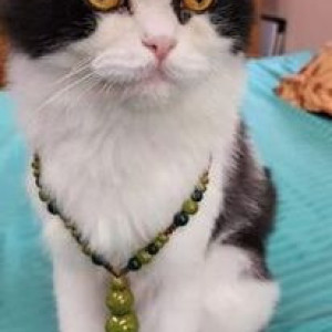 Missing: Black and White Male Persian Cat from Kopri Gao sector 26, Vashi, Navi Mumbai-2