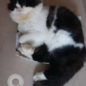 Missing: Black and White Male Persian Cat from Kopri Gao sector 26, Vashi, Navi Mumbai-3