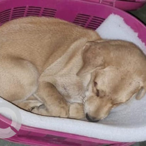 Missing: Brown Male Indie Dog from Mitha nagar, Goregaon West near Rajeev Gandhi garden-2