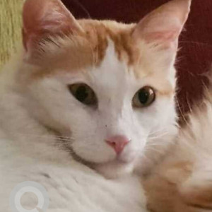 Missing: White-Brown Mix Male Indie Cat from Park Island Society, Shashtrinagar, Hermes Heritage