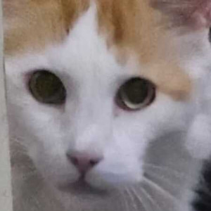 Missing: White-Brown Mix Male Indie Cat from Park Island Society, Shashtrinagar, Hermes Heritage-2