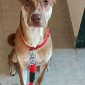 Missing: Brown Male Indie (mix) Dog from Panvel highway, Badalpur  east