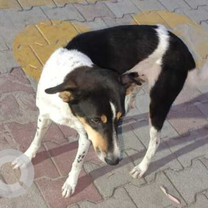 A Black and White Indie Dog Missing from Madhuranagara, Bengaluru-2