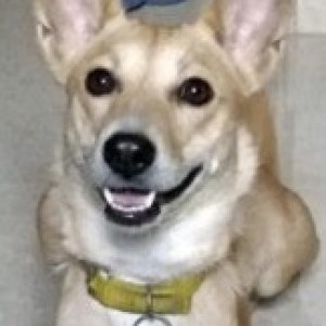 Missing: White-Brown Mix Female Indie Dog from Chellekere, Kalyan Nagar, Bangalore
