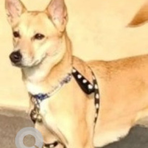 Missing: White-Brown Mix Female Indie Dog from Chellekere, Kalyan Nagar, Bangalore-2