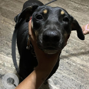 Found: Black and Brown Male Indie Dog from Parra Silva Waddo