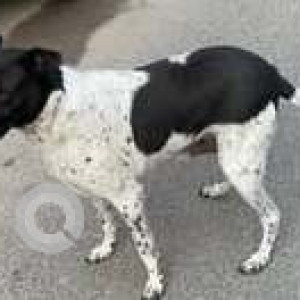 Missing: Black and White Male Indie Dog from F Block Rajouri Garden-2