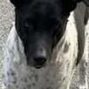 Missing: Black and White Male Indie Dog from F Block Rajouri Garden