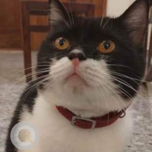 Missing: Black and White Female Indie mix Cat from Rawanfond Navelim