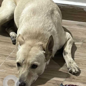 Missing: White Male Indie Dog from Ayyappa Society, Hyderabad-2