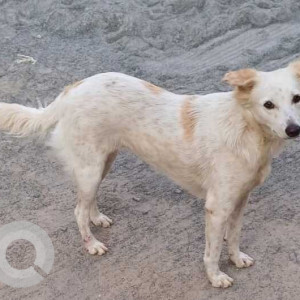 Missing: White Female Indie Dog from 9th South Cross Street, Neelankarai