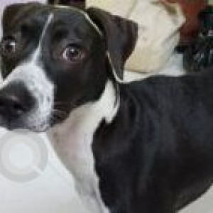 Missing: Black and White Female Indie Dog from Ashok Nagar, Chennai