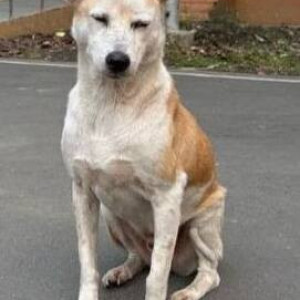 Missing: White-Brown Mix Male Indie Dog from IIM Calcutta, Joka, Kolkata-2