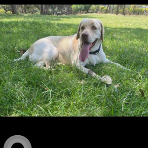 A White Labrador Dog Missing from Chikkadpally, Hyderabad-3