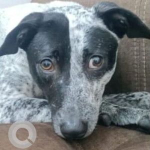 Missing: Black and White Female Indie Dog from Gopalan Apartments, Kasturi Nagar-2