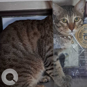 Missing: White and Grey Male Indie Cat from Basaveshwaranagar-2