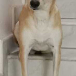 Missing: White-Brown Mix Female Indie Dog from Yediyur lake area, Jayanagar-2